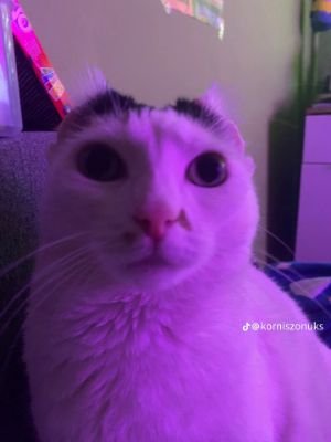 Koneser0's profile picture. Marxism–Leninism