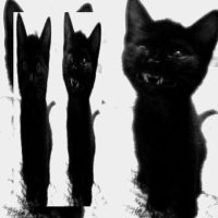 cassie 𖤐° .❦ (@decayed_iris) 's Twitter Profile