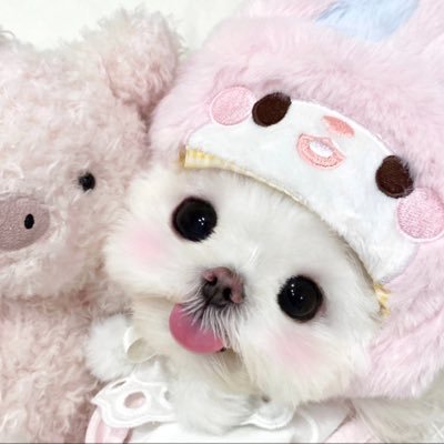 @DearINHONG