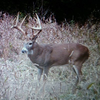 Deerhunt101's profile picture. 
