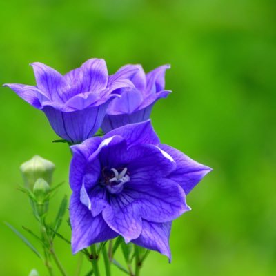 krerendara's profile picture. just here for the laughs, love dogs 🐕 🌷