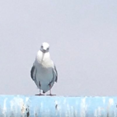 shinoharatoku1's profile picture. 前のアカウントたぶん乗っ取られちゃったので何かあればこちらにお願いします。