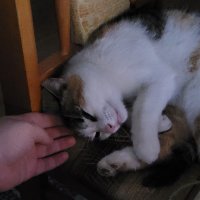 boweczek (@bow__pk) 's Twitter Profile