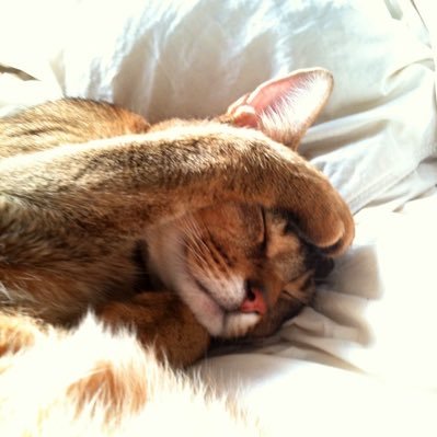 gomsilruk's profile picture. $TSLA, MY Owner, 소프트웨어 엔지니어 | 풀타임 집사 🐾