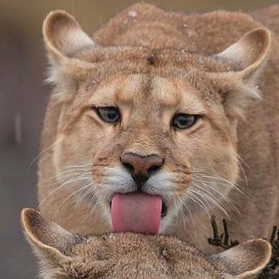 clarabrantt's profile picture. só bobagem