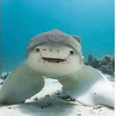 diwginl40991's profile picture. 