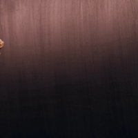witheredrose_ (@rosieesw) 's Twitter Profile Photo witheredrose_ (@rosieesw) 's Twitter Profile Photo