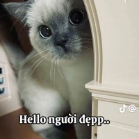 Thinh Trần ( Acc Chính Chủ ) (@kenn6502) 's Twitter Profile