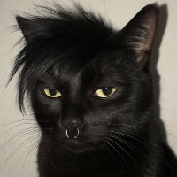 paloma (@pamonhagrega) 's Twitter Profile