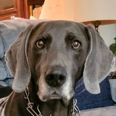 The_Illest_Brad's profile picture. 