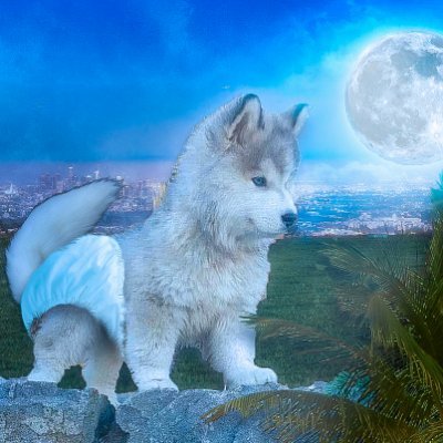 SSDiaperWolf's profile picture. Southern Cali🏝 
Teenage Suburban Mob boss
I Post Clips & Random videos that interest me
 🤱🐺