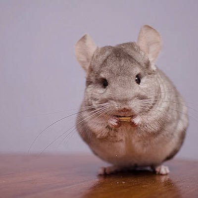 maumau_mouse's profile picture. 