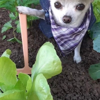 TheMeyerCSGO's profile picture. 