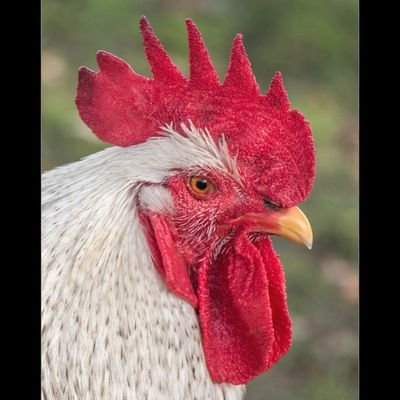 JoeE1776's profile picture. legal citizen that isn't allowed to have an ethnic homeland or cultural identity.