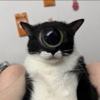 eli (@autocomplot) 's Twitter Profile