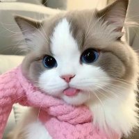 ticketkpop代行 (@ticketkpopp1) 's Twitter Profile