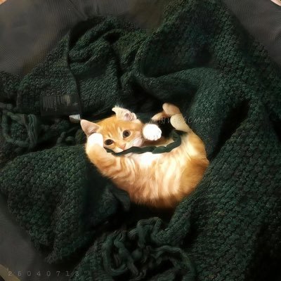 Broderickouo's profile picture. 我希望所有人都能幸福