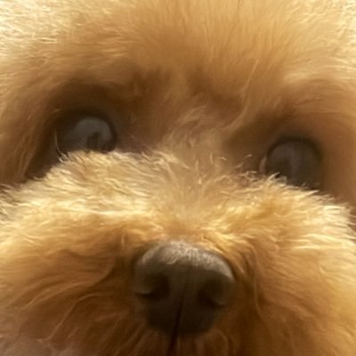 komuchamimi's profile picture. 犬を見ている時、犬もまたこちらを見ているのだ

リリース日~「学マス、ブルアカ、ユメステ、原神」 リリース1ヶ月目〜「アークナイツ」 リリース日~サ終「CUE!、シノアリス」 推し→ブルアカ「シロコ、クロコ＞キサキ、セイア」、学マス「広＞手毬、咲季、美鈴(箱推し寄り)」
 いつかキャストさんのサインが当たるの願っていぬ