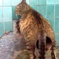 (Ø,G) گربه مال استریت (@malstreetcat) 's Twitter Profile