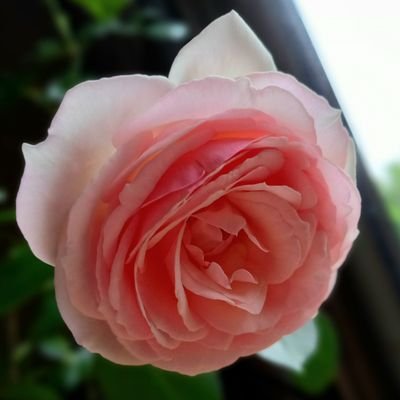 葵 月華(あおい つきか)さんのプロフィール画像