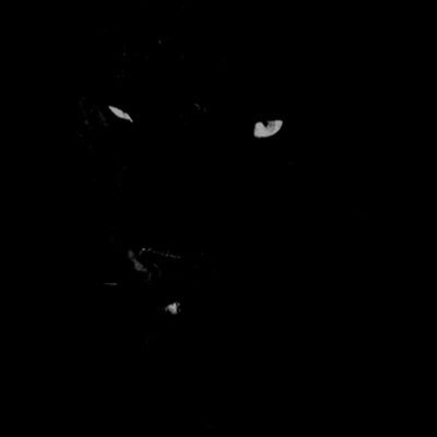 caiheima's profile picture. 