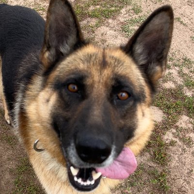 RockieShepherd's profile picture. Just a German Shepherd