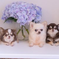 うにかきいくら (@_chihuahua123_) 's Twitter Profile