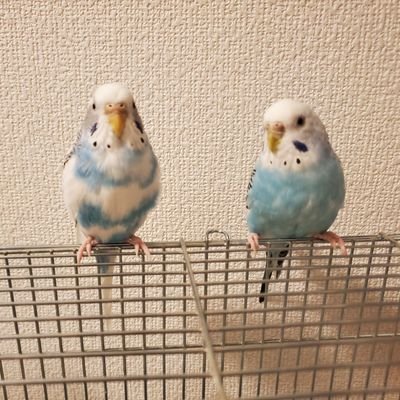 hane_desu's profile picture. 昼はプロジェクトマネージャー、夜はデビルサマナー。CM系映像会社に勤務しております。