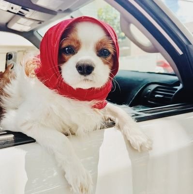 nevertrustaspanielさんのプロフィール画像