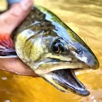 Ed Donnelly (@clemtickletrout) 's Twitter Profile