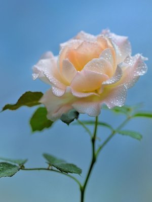 changdaojp's profile picture. 