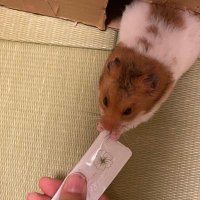 ふくtanのかいぬち🐹 (@p3dy4) 's Twitter Profile