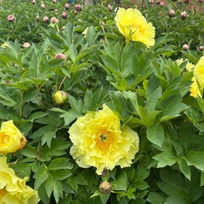 平和な世界が一日も早く出来る事を願っています。 若者が未来に対する希望を持てる世界にしたいです。 DM返信は出来ません。