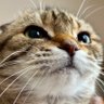 KarinKuuta's profile picture. #猫大好き な方の無言フォロー大歓迎❣️#TLを猫だらけ にしたいので猫中心の方はフォロバします🤗かりん♀14才・まろん♂10歳前に急死🌈・れお♂ちょこ♂12才(かりんの子)・くうた♂11才(かりんの孫)🌈の5ニャンコです🐱#猫がいる暮らし を中心にポストします💞お気楽にどうぞ🥰 #猫好きさんと繋がりたい