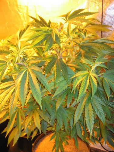 Cannabis Connoisseur