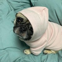 Higher (@higher_pug) 's Twitter Profile