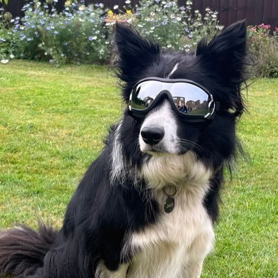 Animal mad adore my collie and have horses and cats. Jack has Keratitis and needs to wear shades to protect his eyes and prevent blindness.