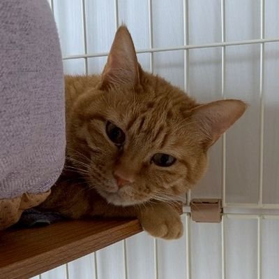 茶トラの保護猫(成猫)と暮らしはじめました。警戒心が強い子で触れることはできないですが、少しずつ人との生活に慣れていく様子を記録していきます。