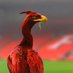 RandomRed (@rrlfc189263) Twitter profile photo RandomRed (@rrlfc189263) Twitter profile photo