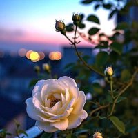 عزف الحياة 💫💫 (@bdllh257772) 's Twitter Profile
