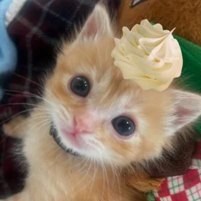 zhang_rui75034's profile picture. 