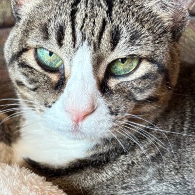 ちさここはるさんのプロフィール画像