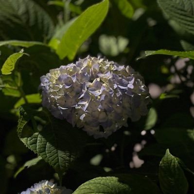 tmfc_clue07's profile picture. 