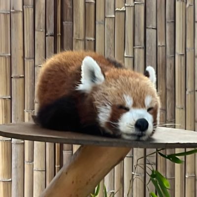 表アカでは言えない不満を垂れ流す誰かの裏アカ。兼ROMアカ。怪しいものではありません。絶対にバレる訳無いという謎の自信を持っている。