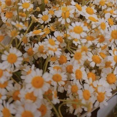 fleursansvoix's profile picture. data&BI—biochem. passionate to learn about new things