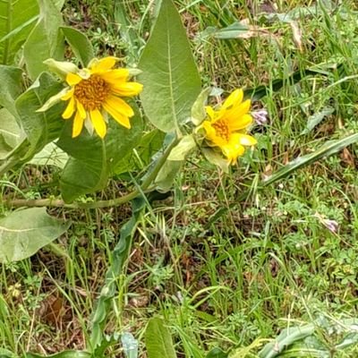 hollys95454's profile picture. 