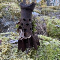 blåman (@blamannen11) 's Twitter Profile