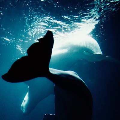 iioring's profile picture. 