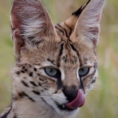 ElenaKuzovkova's profile picture. Crypto&Music