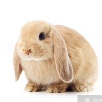 π½πππππ π·ππππππ (@rabbitle0pard) 's Twitter Profile